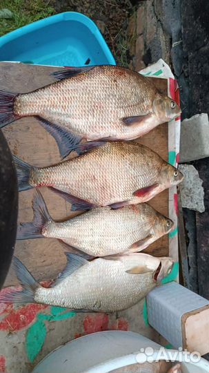 Лещ горячего копчения