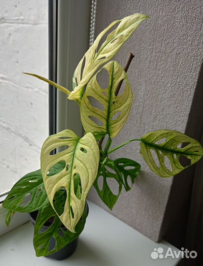 Монстера манки вариегатная
