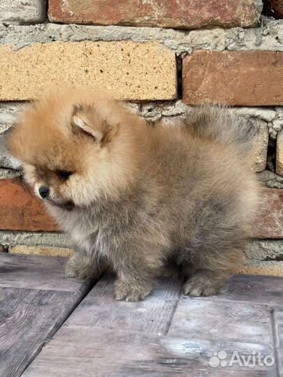 Померанский шпиц мини мальчик