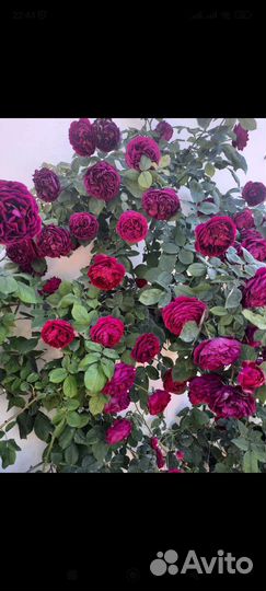 Роза вьющаяся