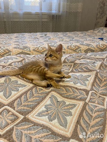 Рыжий котенок