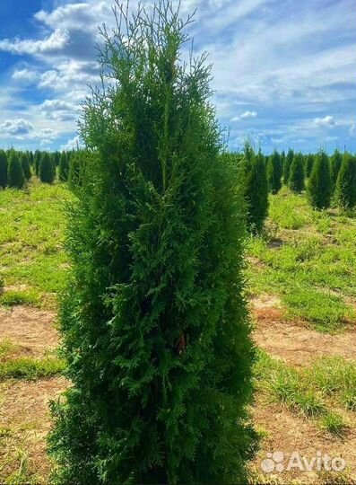 Туя Колумна/В розницу