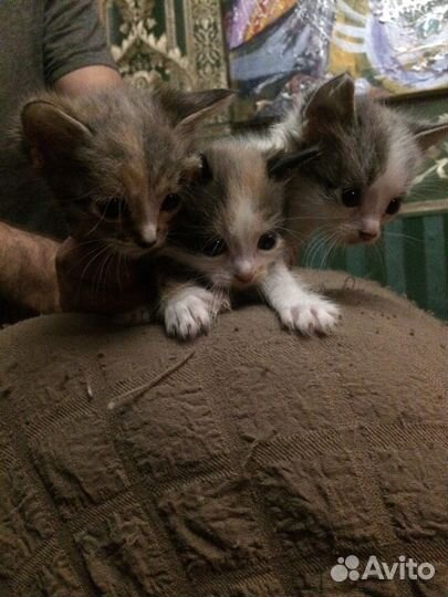 Отдам трехцветных малышек