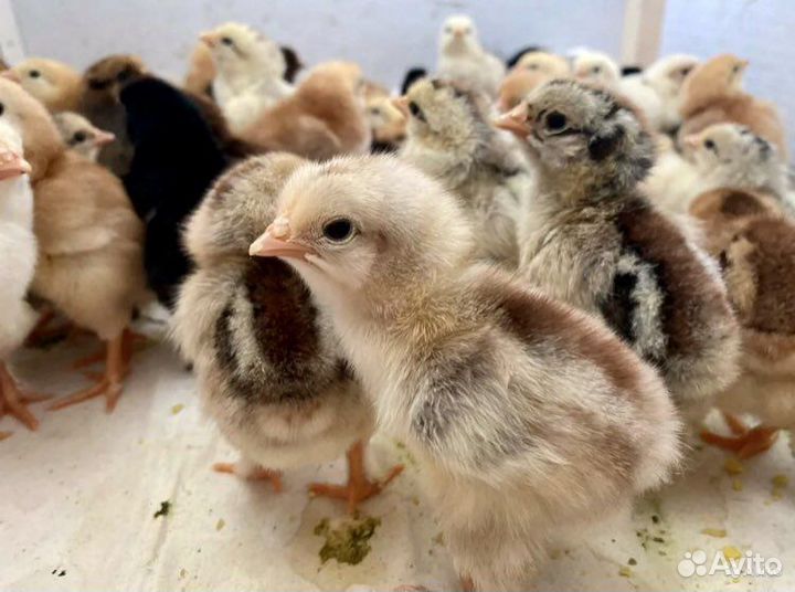 Птичник Ершовский занимается продажей птицы