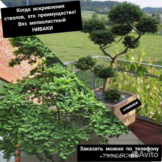 Вяз ниваки Жаклин Хиллер