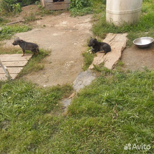 Щенки лайки
