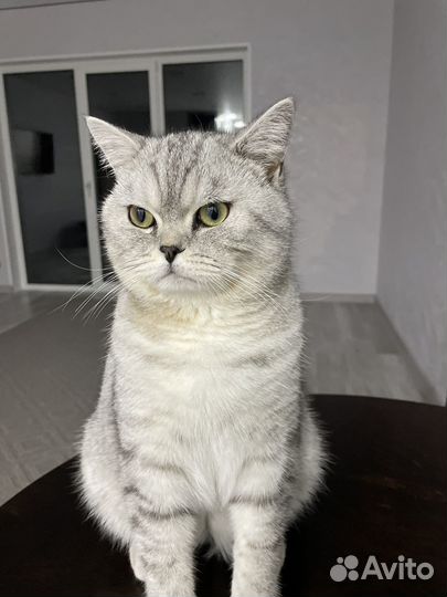 Кот шотландец