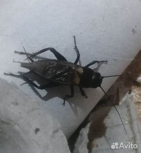 Замороженные сверчки