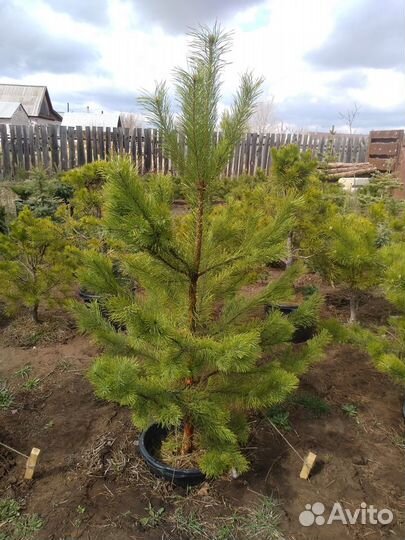 Сосна обыкновенная, Саженцы Сосны обыкновенной