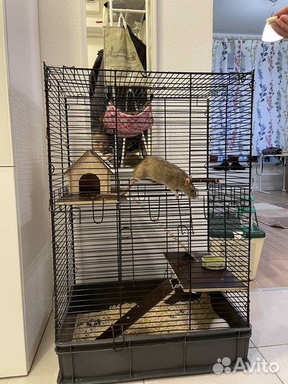 Продаю крыс