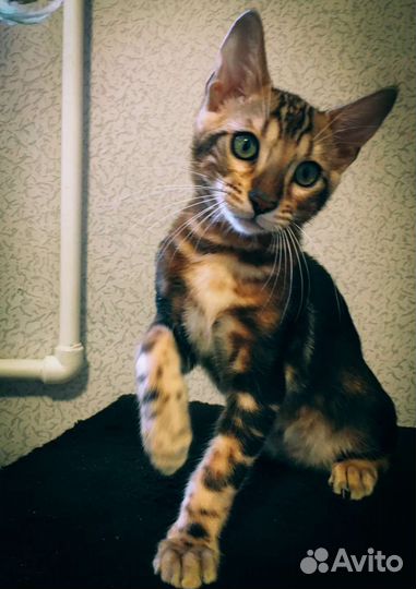 Бенгальский котенок мальчик