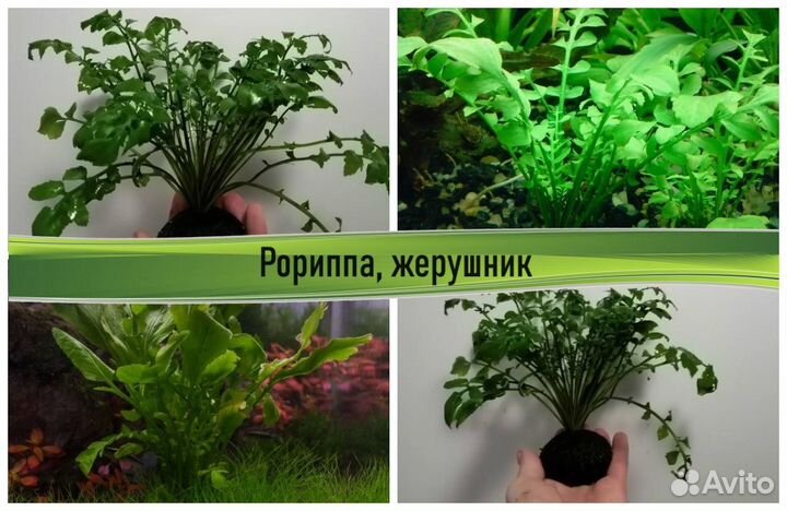 Аквариумные растения на питательной кочке