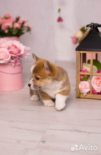 Вельш-корги пемброк щенки