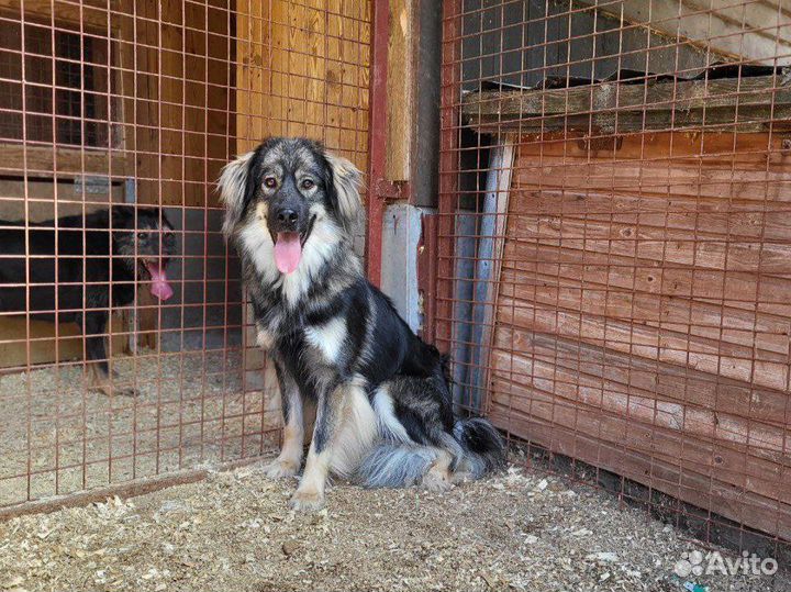 Сногсшибательно красивые собаки подростки