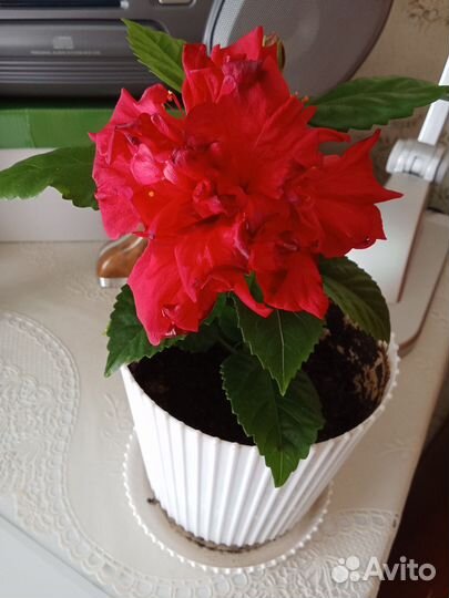 Гибискус китайская роза