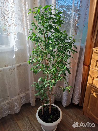 Фикус бенджамина большой