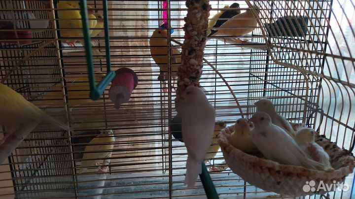 Кенара и канарейки