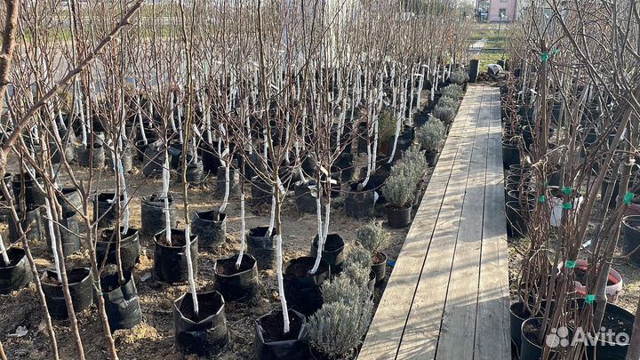 Саженцы малины Полька