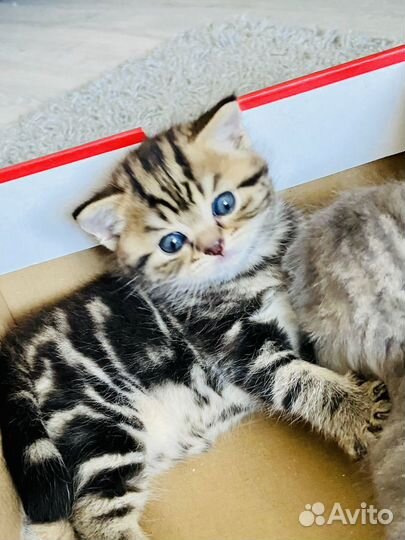 Вязка Шотландский кот