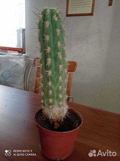 Кактус