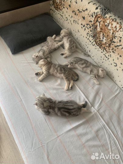 Шотландская вислоухая