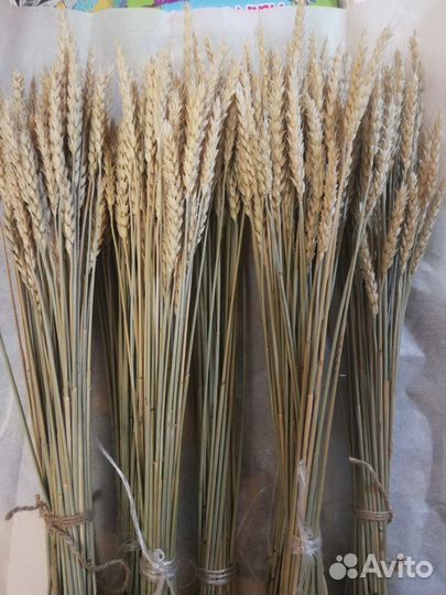 Сухоцветы пшеница