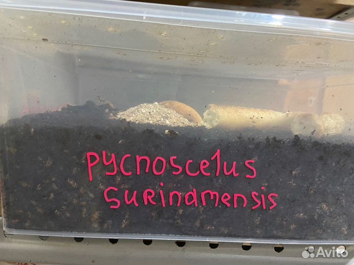 Кормовые насекомые(контейнер ферма)