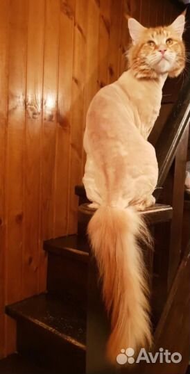 Парикмахер для животных