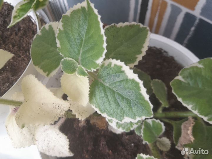 Комнатные цветы