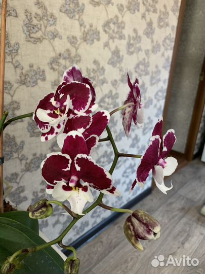 Орхидея фаленопсис Санта Клаус