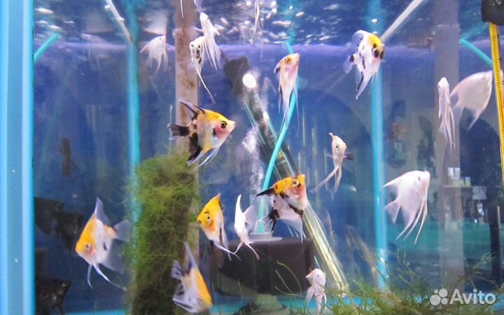 Скалярия. Аквариум. Фильтр. Сифон Компрессор Фон