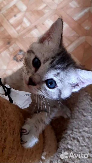 Котята с леса