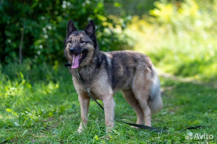 Кобель Чижик в хорошую семью бесплатно