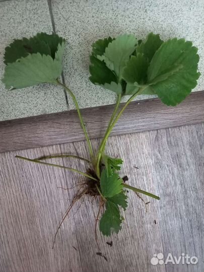 Рассада клубники