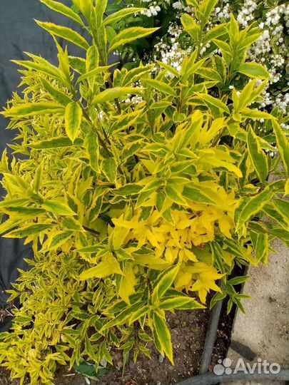 Форзиция Голден Тайм зкс почта/сдек