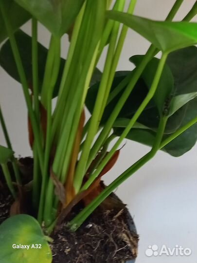 Антуриум Мелита