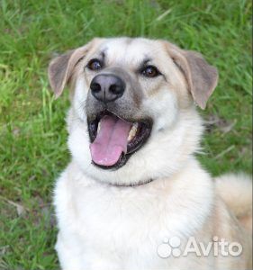 Молодой активный пес из приюта