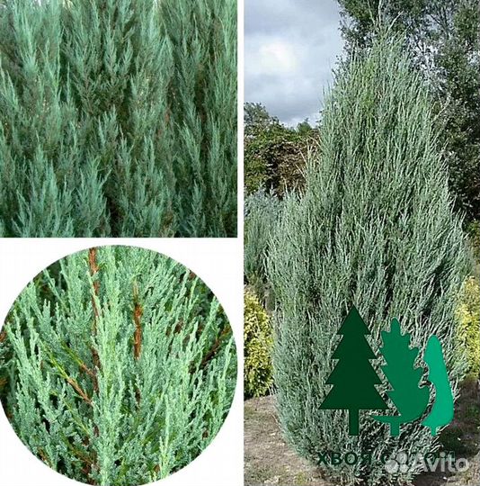 Можжевельник блю эрроу, блю карпет, горный и др