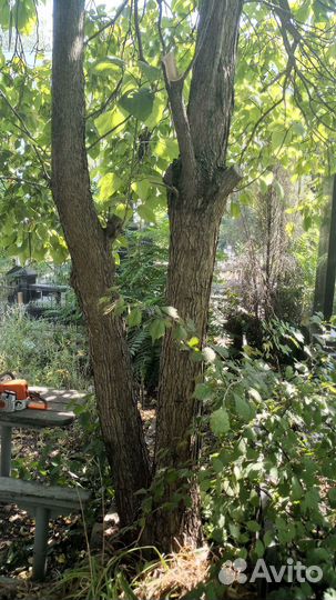 Пилить деревья