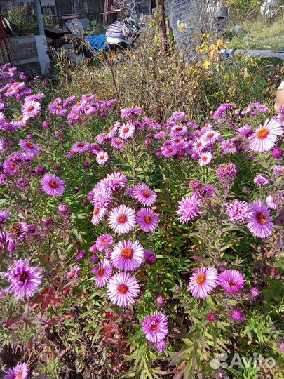 Дендробиум