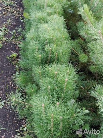 Ель обыкновенная