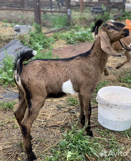 Козочки альпийские англонубийские (козлята )