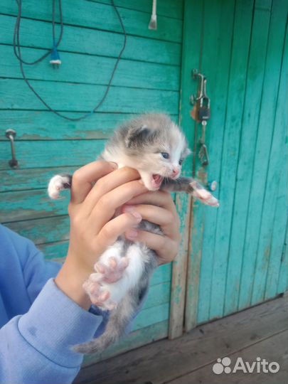 Котята для души