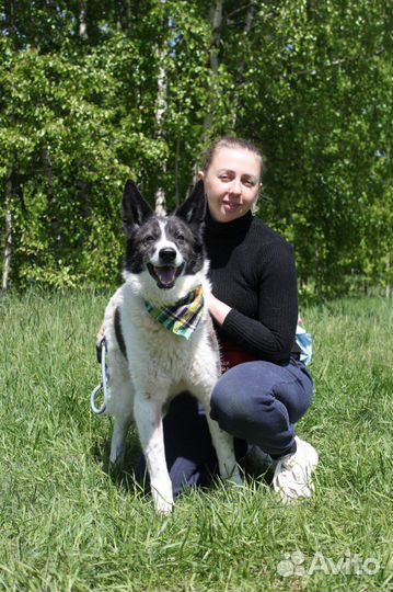 Пес ищет хозяина