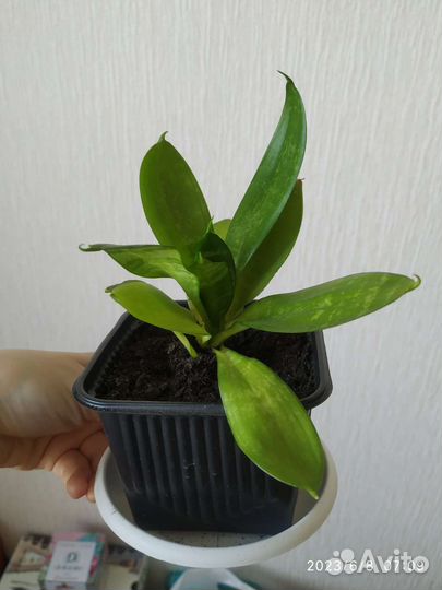 Сансевиерия