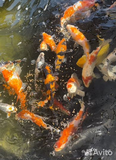 Корм для прудовых рыб (карп кои, кометы)