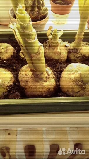 Индийский лечебный лук