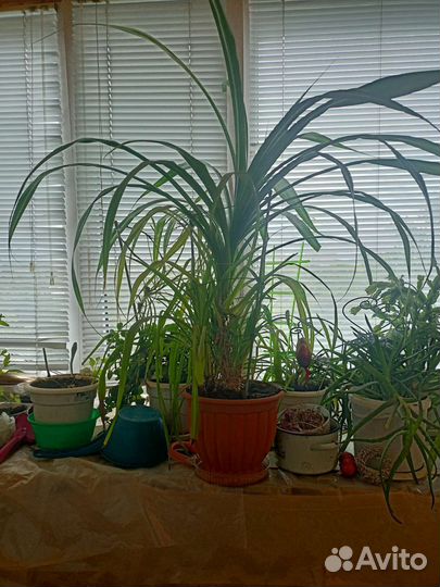 Хлорофитум