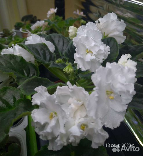 Цветущие фиалки, доставка