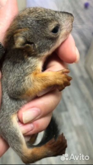 Белка домашняя